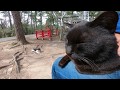 猫神社の守神の黒猫ちゃんお昼寝中だったので隣に座ったら膝の上に乗ってきた