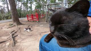 猫神社の守神の黒猫ちゃんお昼寝中だったので隣に座ったら膝の上に乗ってきた