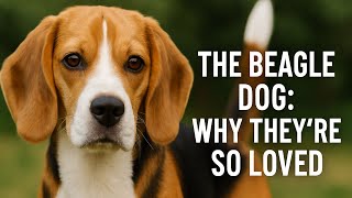 The Beagle Dog | History, Traits & Why They’re So Loved