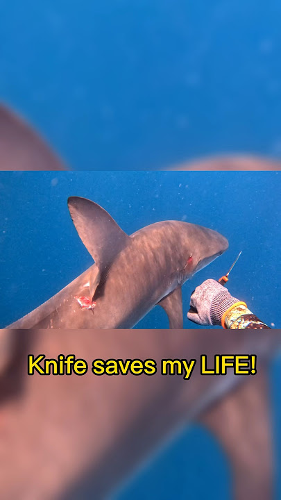 Surviving A Shark Attack… #spearfishing #sharkattack