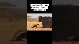 Неофициальный Царь зверей😎