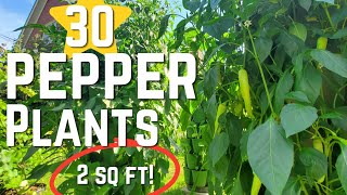 Growing PEPPERS Vertically in GREENSTALK Planters/Space Saving!