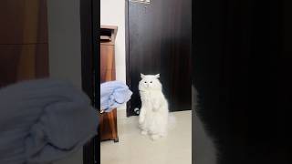 White cute cat dance #dogdance #cat dance #cat#dancing video #viralvideo