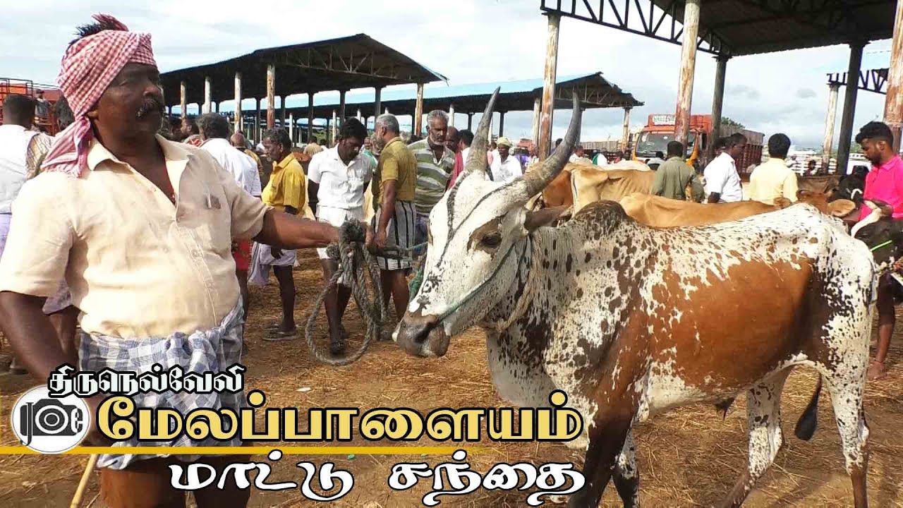 Melapalayam mattu santhai  | மேலப்பாளையம் மாட்டு சந்தை