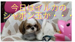 眠そうな【シーズー】ふくちゃんと何とかシャボン玉で遊んびたい！の巻