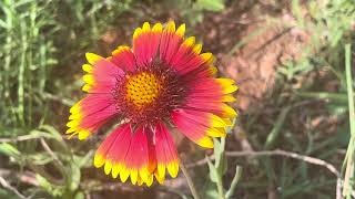 Gaillardia Pulchella, Indian blanket, Firewheel, Seneca, S.C., 0940 hrs, Thur 3 July 2025, 76° 84% ￼