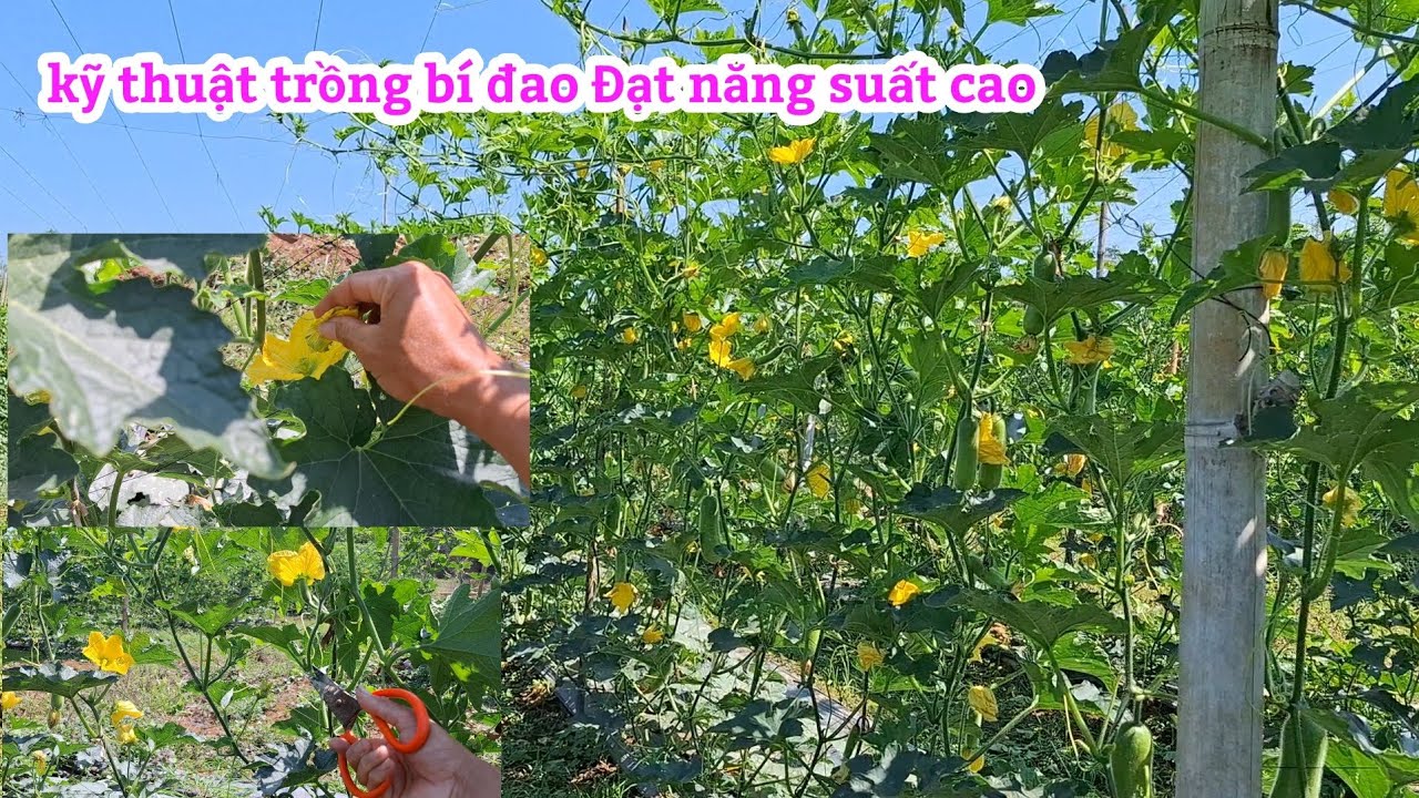 Trồng bí đao, bí xanh ,kinh tế ,chia sẻ cách tỉa chèo, và thụ phấn cho bí,,,#Tấnnôngdân 