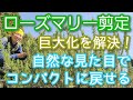 【ローズマリーを小さくする】強剪定でもナチュラルに仕上がるコツ(2026年4月)🌱🎶