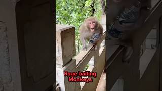 Rage baiting monkeys 🤯#funny #streamer Information