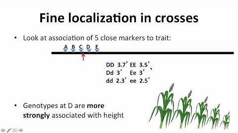 4   5   Week 4   5 S Complex Traits in Crosses 0908