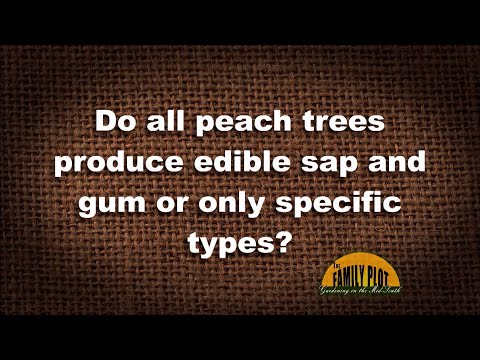 Video: Můžete jíst broskvovou pryskyřici – co dělat s broskvovou mízou ze stromů