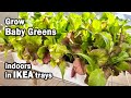 How to Grow Baby Greens Indoors in IKEA Trays from Seed