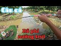 Câu cá rô phi ngoài rỗng xoài, nướng trui cá rô phi ăn ngay tại chỗ siêu ngon