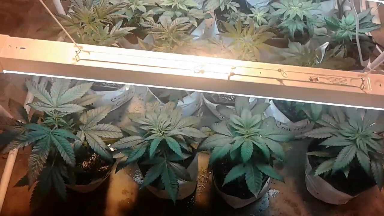 2017 med grow from fem seeds purchaced from truenorth seed bank