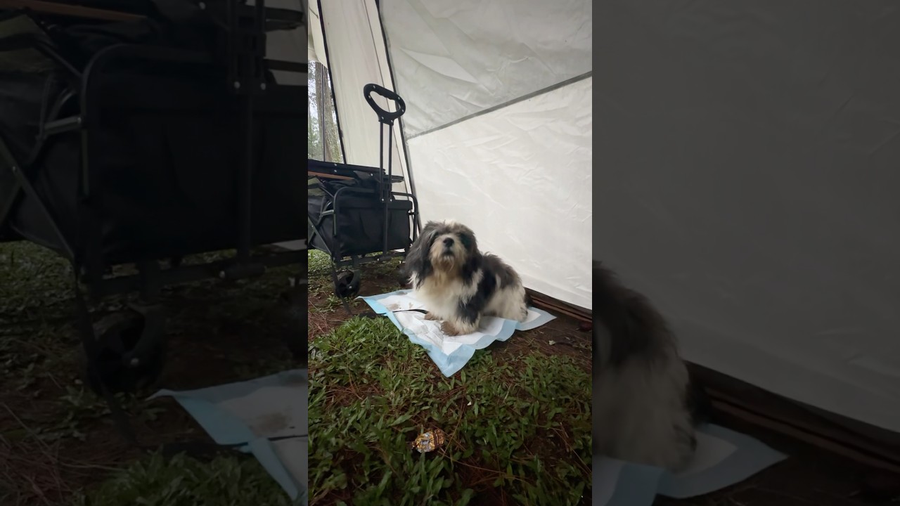 Lol , i need to haircut my🐶 