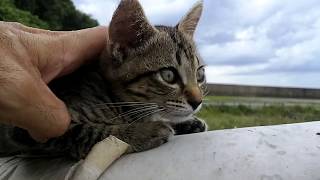 駐車場の子猫、この子一人だけちょっと高い所で寝てました。