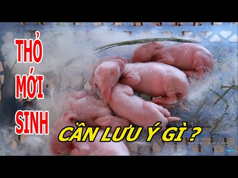 Video: Thỏ: Sinh Sản, Nuôi Dưỡng, Cho ăn, Chăm Sóc