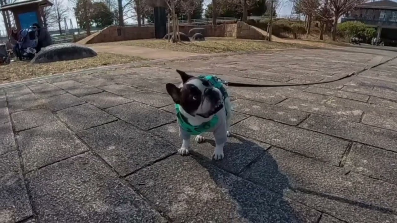 7歳フレブルまるおとドッグイベント参加からのちょっと散歩/The Daily Life of Maruo, a 7-Year-Old Frenchie.