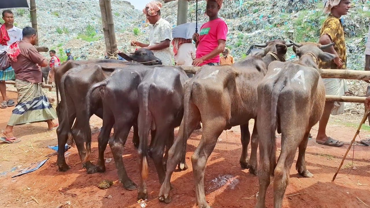 ১০/৯/২৫/ আবারো আমদানি হলো জেল খাটা মহিষের বাচ্চা, অবিশ্বাস্য ভাবে কমে গেল দাম রাজশাহী সিটি হাট।