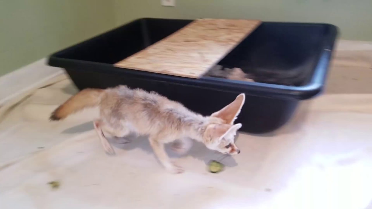 Fennec Foxes Eating SuperWorms Together YouTube