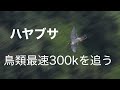 ハヤブサ時速300キロの飛翔を追う『Track the flight of falcon』