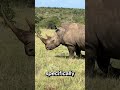 Elephant vs Rhino Who Wins ? #facts #interesting #animals #wildlife #randomfacts #nature #fighting