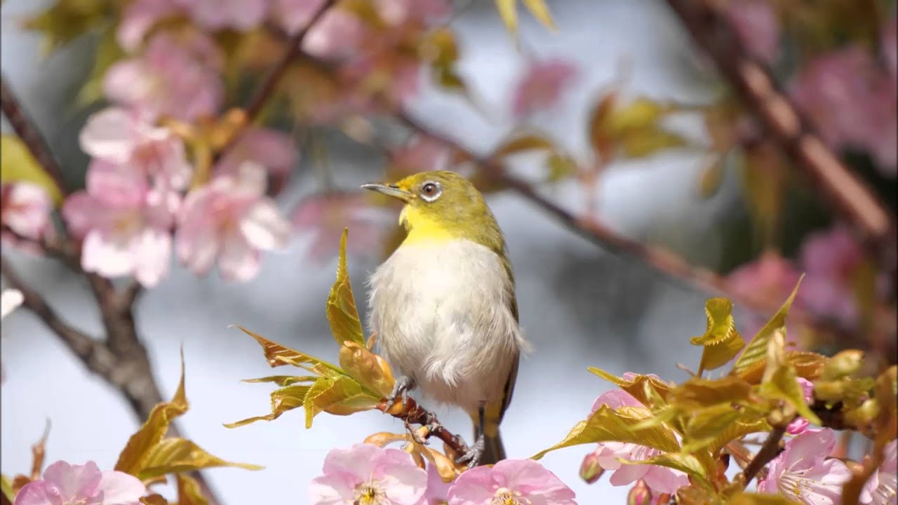 モーツァルト: ピアノ・ソナタ第13番 K.333：第1楽章［ナクソス