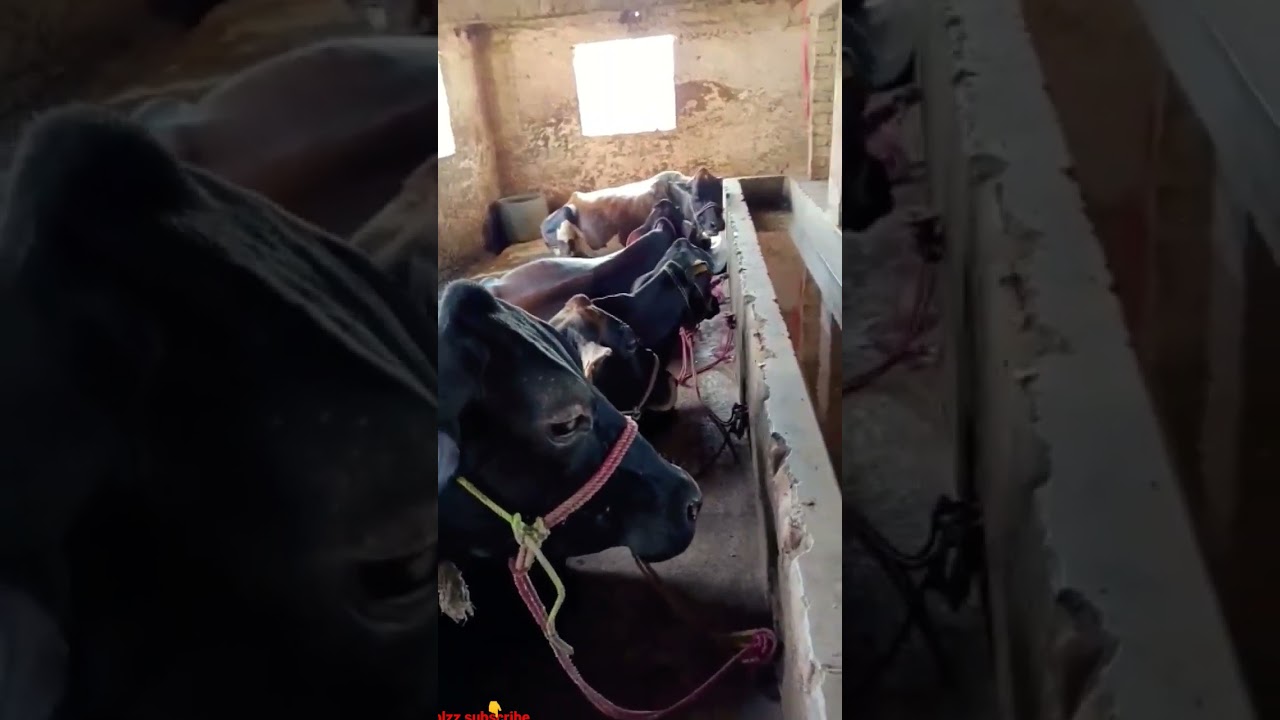 cows video discovery 