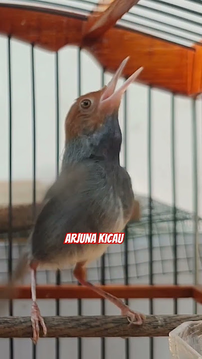 Prenjak Lupa Darata   #kicaumania #prenjak #prenjakgacor