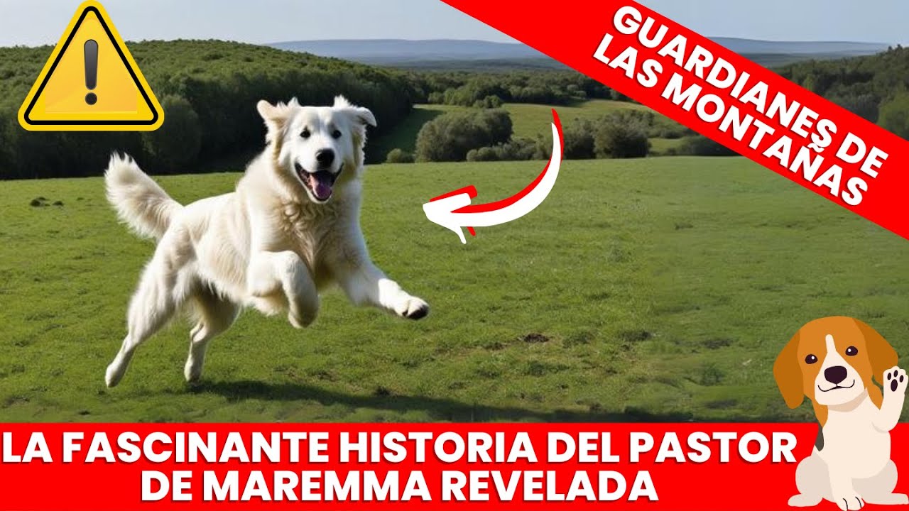 El Mejor Guardián para tu Hogar 🟢Todo sobre el Pastor de Maremma: Historia, Temperamento y Cuidados