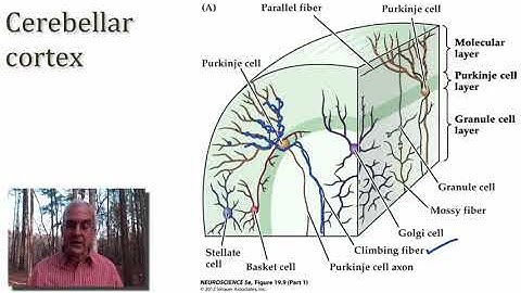 MoM by the Cerebellum Closer Look at Circuits part 2