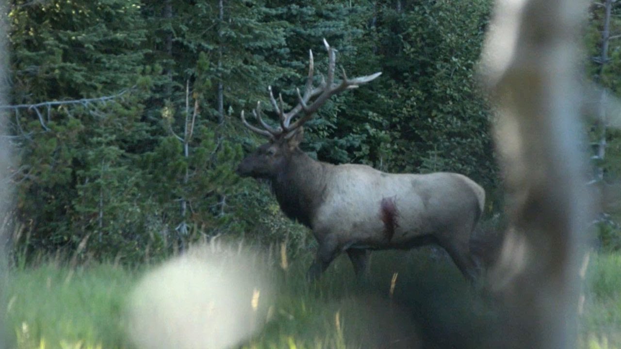 Broadhead vs. Elk - (Craziest Archery Elk Kill Video) - YouTube