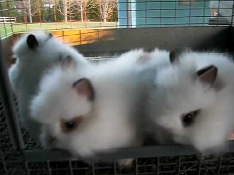 Madison's Litter ~ 7 Weeks Old ~ Baby Lionhead Bun...