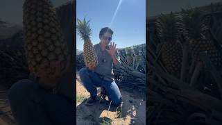 ESTÁ PIÑA ES ENORME!! cosecha de piña 🍍 #piña #agro #campo