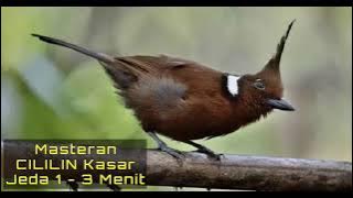 CILILIN GACOR JEDA 1 - 3 MENIT COCOK UNTUK MASTERAN