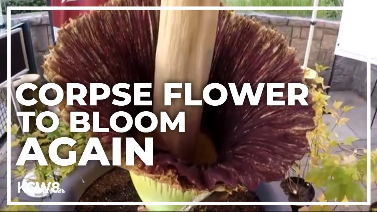 ‘It’ll stink like dead animals’ Corpse flower begins to bloom again at