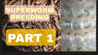 SUPERWORM DIY BREEDING