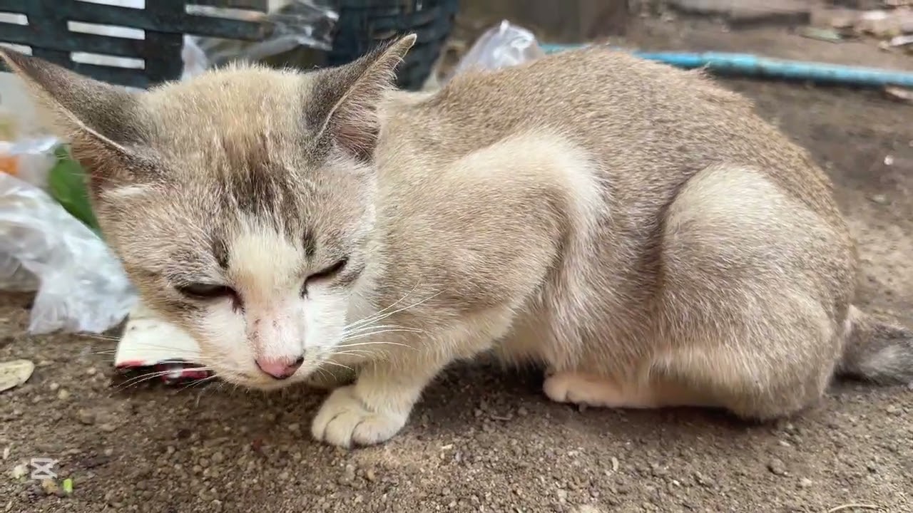 ឆ្មានេះសម្បុលស្អាត lovelyanimals Kitten Puppy Hamster Babbit Parrot