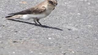 1060822宜蘭塭底棕沙燕1