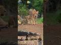 induk singa langsung memburu buaya yang bikin anak nya takut #animals #lion #crocodile #shorts