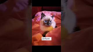 Бездомный котёнок замерзал в сильные морозы. История Шанель. #спасённые  #помощь бездомным