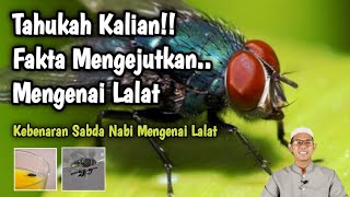 LALAT - Fakta Mengejutkan Mengenai Lalat | Sabda Nabi Tentang Lalat | Jundu Sains