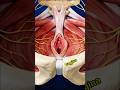 3 Secrets of the Female Pelvis 🦴✨