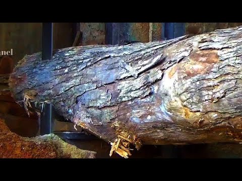 Video: Kayu Cedar Terkutuk Menghancurkan Mobil Di Dekatnya - Pandangan Alternatif