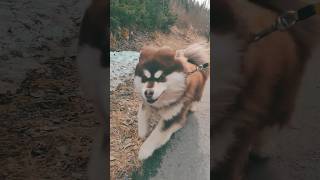 Melody on the run #finnishlapphund #suomenlapinkoira