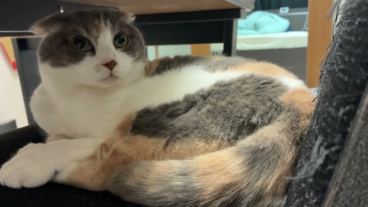 ねこページqm today's Asahi 13/07/2026 - YouTube
