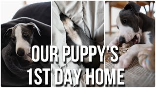 First day with our whippet puppy | puppy’s first 24 hours at home | taking our puppy home | whippet