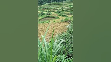 mùa vàng Tây Bắc #trending #funny #trend #shorts #tiktok #travel #news #america #art