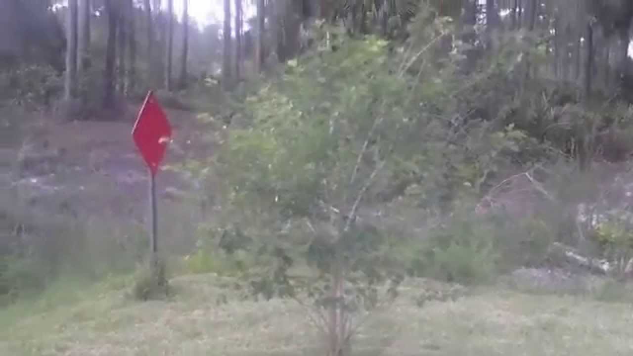 [REVEALED!] White Mulberry Tree Leaf Extract Review - Does It Work? [CLICK HERE!]