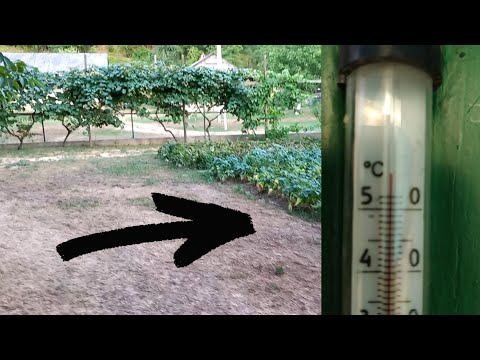 Рекордная температура Закарпатья. Как справляемся с жарой.